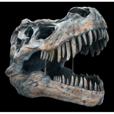 Lebka Tyranosaurus Rex